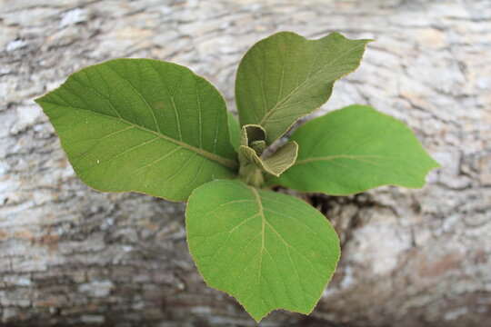 Top view of a teak tree leaf (Tectona grandis). Young leaves or shoots growing on the trunk.