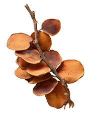 Nature's Delicacy: A cluster of dried seed pods, suspended from a slender branch, showcases the intricate beauty and delicate textures of the natural world.