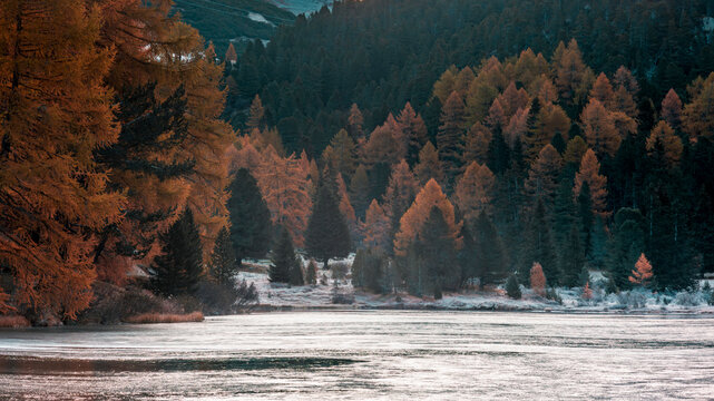 Colorful larches, pines and firs reflecting in the Palpuogna lake in Switzerland at the end of the autumn at sunrise