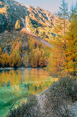 Fototapeta premium Colorful larches, pines and firs reflecting in the Palpuogna lake in Switzerland at the end of the autumn at sunrise