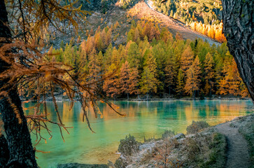 Colorful larches, pines and firs reflecting in the Palpuogna lake in Switzerland at the end of the autumn at sunrise