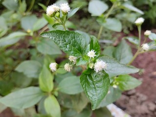 Close-up view of bandotan plant (Ageratum conyzoides), a common tropical weed with small purple flowers, growing naturally in an outdoor environment. This medicinal wild plant is widely found in Sout