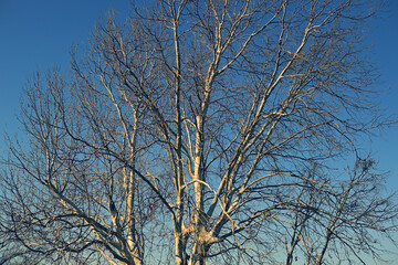 Fototapeta premium 冬枯れした木と冬の陽射し