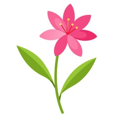 Obraz premium gaura pink flower colorful on white background 