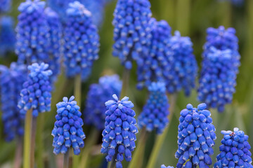 blue grape hyacinth