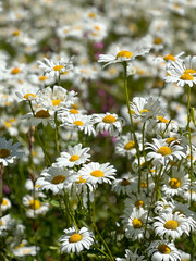 field of daisies