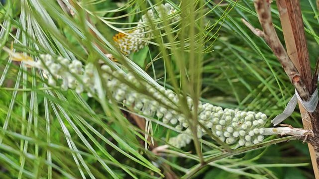 Close up of Grevillea flower.
