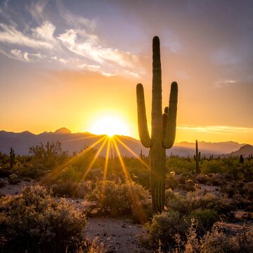 Desert sunset behind a large cactus with bright golden rays