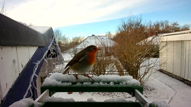 European robin, robin bird, songbird, bird feeder, winter birds, garden birds, backyard wildlife, small bird, feeding bird, wild birds, snowy, winter, snow, wildlife, nature, birdwatching, close up, b
