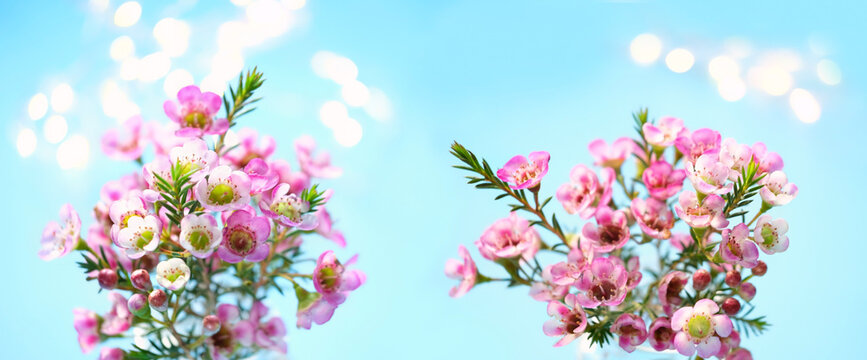 pink flowers of chamelaucium on abstract blue background close up. Geraldton waxflower (Chamelaucium uncinatum) australian native wildflower, use in wedding decoration. springtime, botany concept