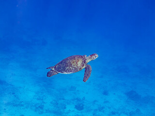 Obraz premium アオウミガメ, ウミガメ科, Green Turtle, Green Sea Turtle, Chelonia mydas, 美しいサンゴ礁と熱帯魚の群れ。 安室島沖縄県 島尻郡慶良間諸島座間味島-2025 沖縄本島から40km西方の諸島。30以上の島嶼群全体が国立公園に指定。珊瑚礁の青い海と白い砂浜は世界屈指の美しさ。貴重な動植物が多数生息。 