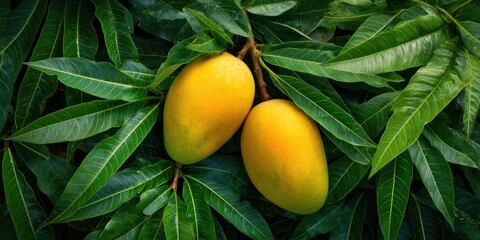 Golden Mangoes and Lush Leaves: A close-up showcases a pair of ripe, golden mangoes suspended among vibrant green leaves, inviting viewers to savor the beauty of nature's bounty.