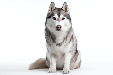 Husky dog sitting on a white background during indoor session