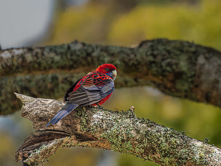 Crimson Rosella On Mossy Log