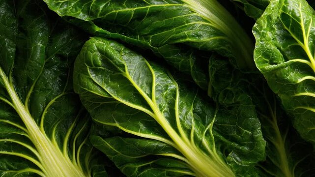Fresh green swiss chard leafy green vegetable fresh close up glossy leaf green color vein farm produce organic. fresh green swiss chard leaves with glossy texture and pronounced pale veins close up