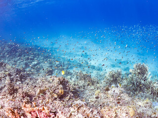 アマミスズメダイ, スズメダイ科,
Stout chromis, Chromis chrysura,
デバスズメダイ, スズメダイ科,
Blue green damselfish, Chromis viridis, Blue green chromis, 
美しいサンゴ礁と熱帯魚の群れ。
安室島沖縄県
島尻郡慶良間諸島座間味島-2025
沖縄本島から40km西方の諸島。30以上の島嶼群全体が国立公