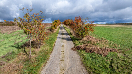 Feldweg mit Baumallee