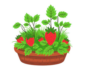 strawberry plant in a pot isolated