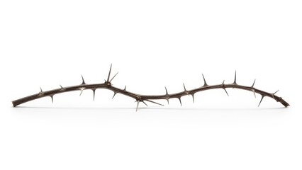 Close-up of thorny branch on white background with sharp spines highlighting natural patterns and textures