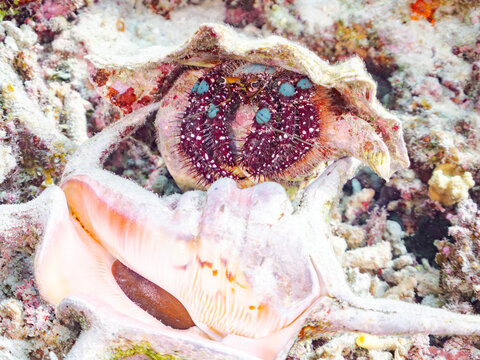 アオボシヤドカリ, ヤドカリ科,
Blue knee hermit crab, Dardanus guttatus,
スイジガイ, ソデボラ科,
Chiragra spider conch, Harpago chiragra,
美しいサンゴ礁と熱帯魚の群れ。
安室島沖縄県
島尻郡慶良間諸島座間味島-2025
沖縄本島から40km西方の諸島。30以上の島嶼群全体が国立公園に指定。珊瑚礁の青い海と白い
