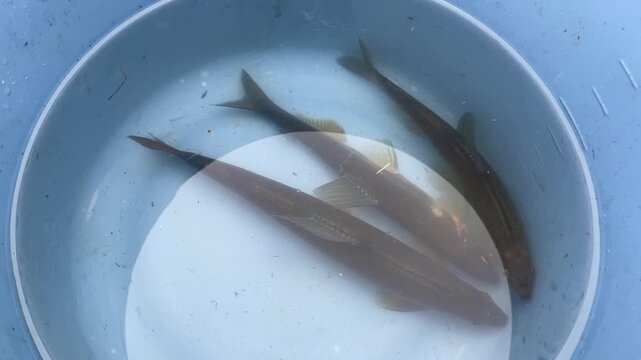バケツの水中で泳いでる天然鮎の動画。