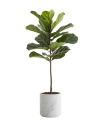 Beautiful Fiddle Leaf Fig (Ficus lyrata) Houseplant, a perfect Indoor plant and Potted plant for modern home decor, isolated on a white background, showcasing its vibrant green foliage.