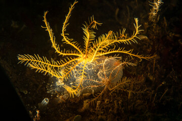 Mediterranean Feather Star (Antedon mediterranea) Underwater