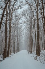 Snow covered forest with a path through it