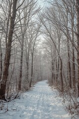 Snowy forest path with trees covered in snow