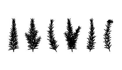 Rosemary Sprig Silhouette Vector