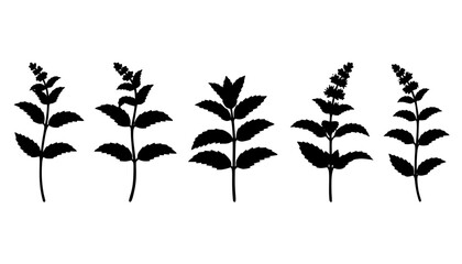 Peppermint Tea Leaf Silhouette © Ihor Yurchenko