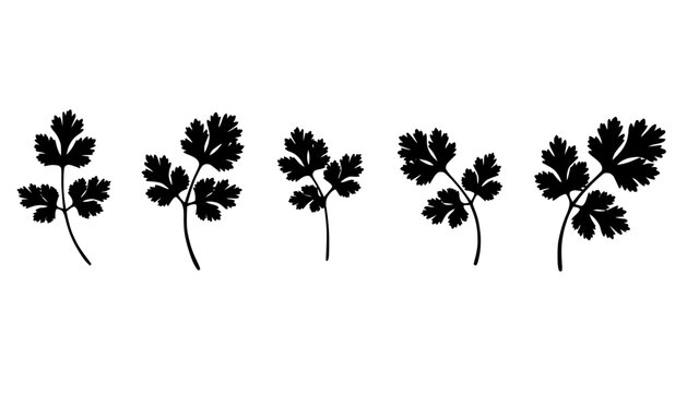 Delicate Cilantro Sprig Silhouette