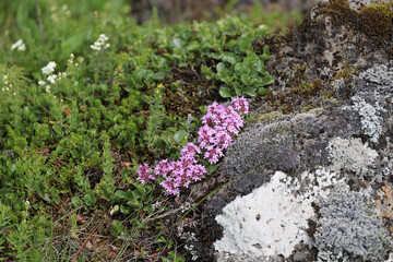 Lichens, moss and wildflowers close up on the island of Iceland 