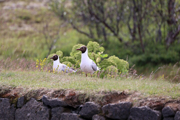Arctic terns photographed in Thingvellir- &THORN;ingvellir- National Park, Iceland