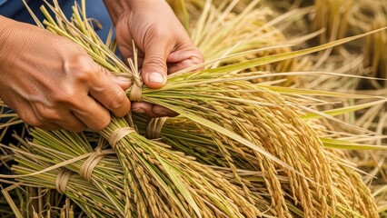Close-up of hands bundling freshly harvested rice stalks in agricultural field, showcasing traditional farming techniques