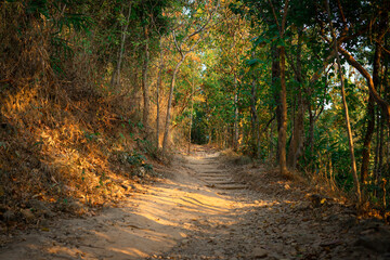 Obraz premium Forest path with trees in the summer, beautiful natural way