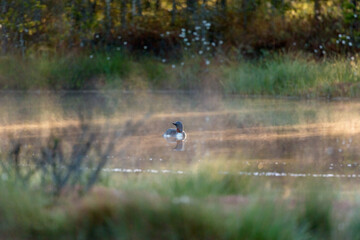 Forest lake with a Red-throated loon swimming in morning mist