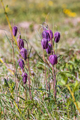 Flowering Fritillaria meleagris flowers on a sunny meadow
