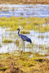 Crane standing in the water at a wetland a sunny spring day