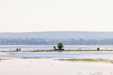 View at a lake a sunny summer day with a tree on a island