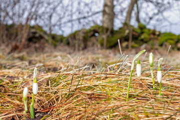 Early spring with Snowdrops in bloom on a grass meadow