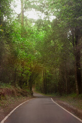 Obraz premium Forest path with trees in the summer, beautiful natural way