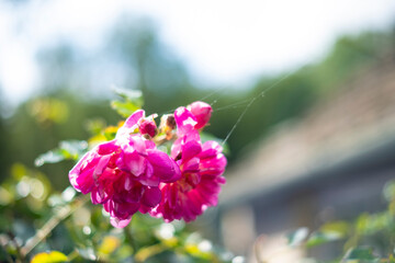 Pink flowers in bloom close up still