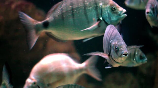 School of sea bream fish swimming in aquarium tank