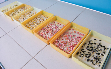 Seed quality control and germination test in a laboratory. Real photo