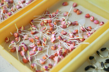 Seed quality control and germination test in a laboratory. Real photo