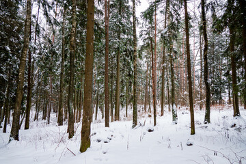 Fototapeta premium Tall trees rise silently in a snowy forest, crafting a tranquil winter landscape