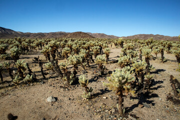 Wide view of dense cactus field under clear desert sky