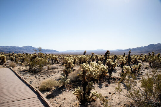 Desert boardwalk trail through field of cholla cactus in sunlight