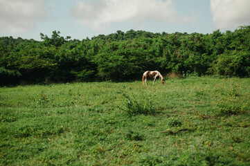 Spotted horse grazes in open grassy field near forest on Vieques